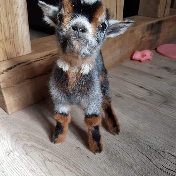 Meet your Posher, Hannah - Picture 1 of 1